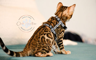 Healthy Bengal kittens raised with love in Houston and Austin Texas